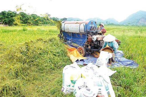 Thu hoạch lúa xuân sớm
