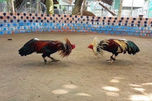 Hà Tĩnh: Công an đột kích bắt 21 đối tượng đá gà ăn tiền