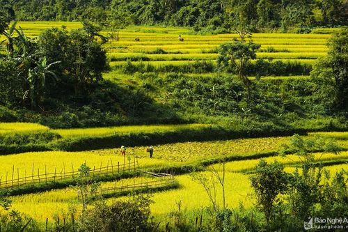 Chân thực hình ảnh vụ gặt lúa chín muộn nơi miền Tây Nghệ An