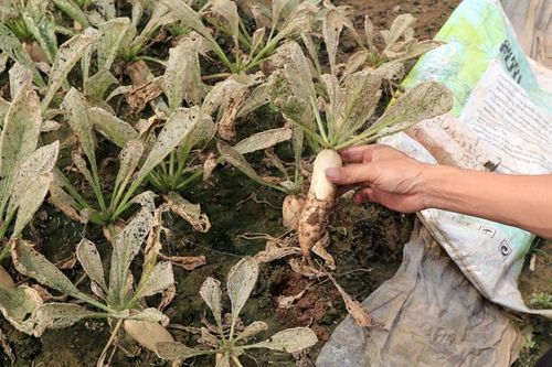 Cánh đồng rau sạch tại xã Mê Linh bạc trắng do sâu tơ phá hoại