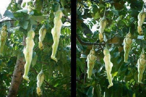 Kỳ lạ: Loài cây cho ra quả giống y hệt những thiếu nữ khiến cư dân mạng thi nhau bàn tán