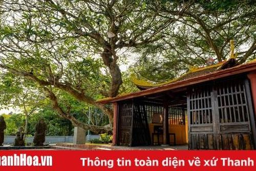 12 pho tượng đá và cây hoa đại hàng trăm năm tuổi ở khu di tích Đa Bút
