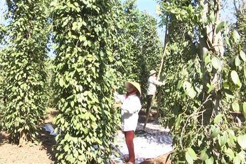 Cam Lộ, Vĩnh Linh: Người trồng hồ tiêu gặp khó khăn do giá liên tục sụt giảm