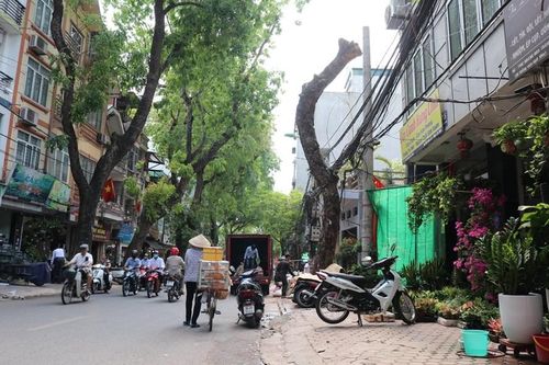 Hà Nội: Nhiều cây xanh chết khô, nghiêng đổ chưa được xử lý