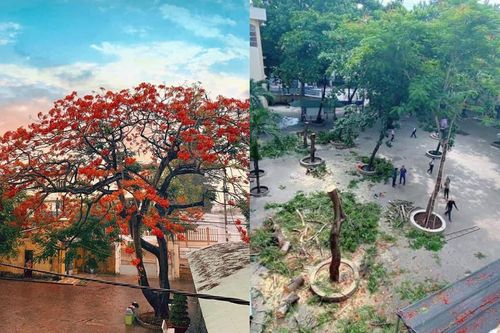 Hàng loạt cây phượng bị chặt hạ đề phòng đổ gãy, teen ngậm ngùi tiếc nuối