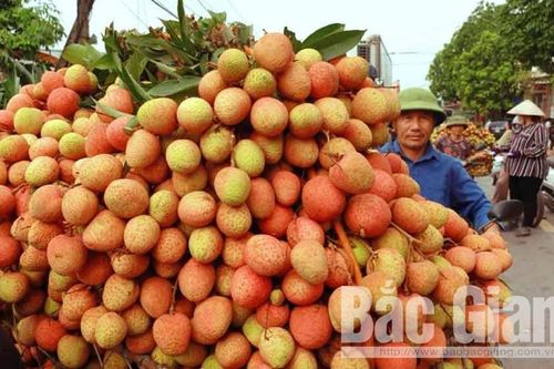 Triển khai sàn thương mại điện tử vải thiều