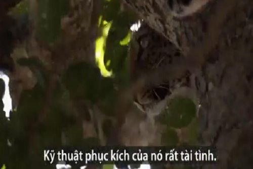 báo cái run rẩy sợ hãi để mặc con đực cướp mồi