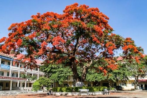 Cách nào quản lý cây xanh trong trường học?
