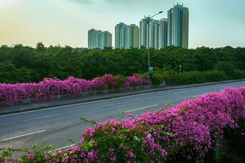Vệt hoa giấy nhuộm tím một góc khu đô thị Ecopark