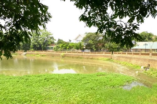 Ao cá Bác Hồ tại Làng cổ Đường Lâm bị 'xà xẻo' 4.000 m2
