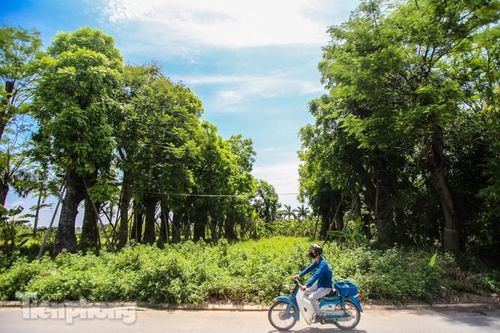 Cận cảnh hàng cây cổ thụ ở Kim Mã sau 4 năm đánh chuyển