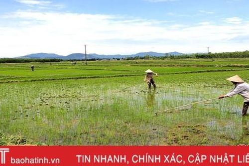 Đẩy nhanh tốc độ, 95% diện tích lúa hè thu ở Kỳ Anh đã được gieo cấy