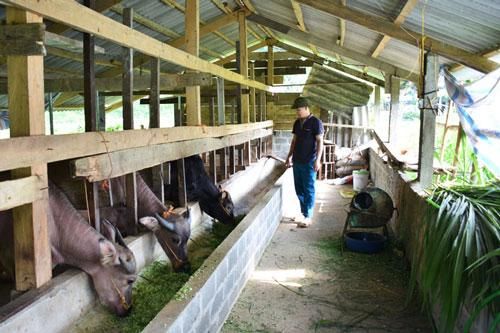 Bắc Kạn: Thu nhập hàng trăm triệu đồng từ chăn nuôi