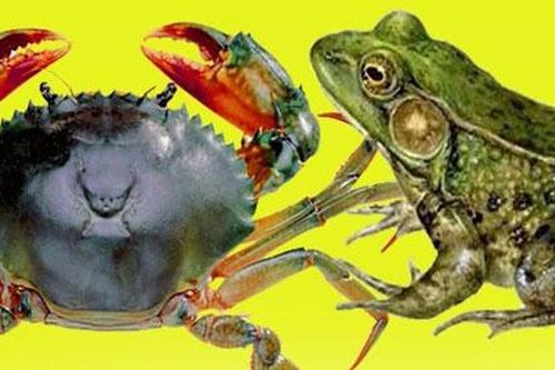 Thế giới kỳ thú: Những con vật nào kỵ nhau?