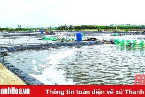 Thực hiện các giải pháp nâng cao hiệu quả nuôi trồng thủy sản