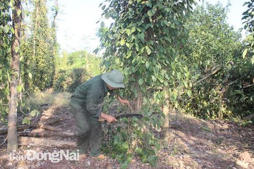 Diện tích cây công nghiệp lâu năm giảm mạnh