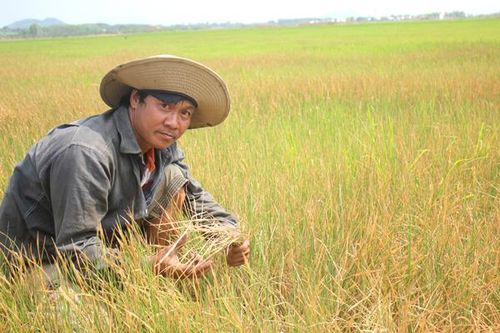 Khô hạn, Đồng Nai vẫn tăng cả diện tích và năng suất lúa