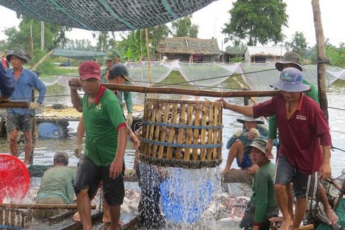 Đồng Tháp nỗ lực phục hồi kinh tế sau dịch Covid-19