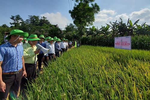 Huyện Văn Bàn: Cấy thử nghiệm giống lúa BC15 có chuyển gen kháng đạo ôn