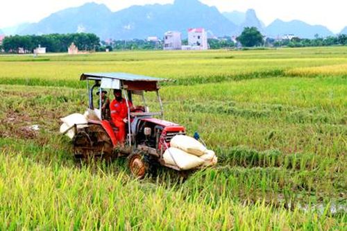 Gia Viễn đẩy nhanh tiến độ gặt lúa đông xuân