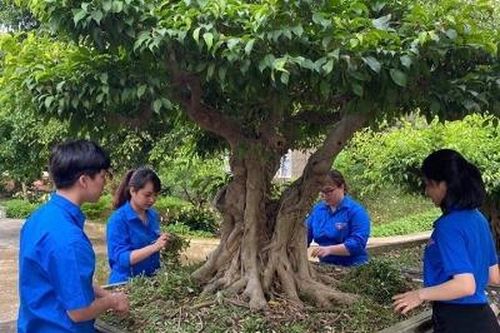 Hơn 100 ĐVTN ra quân 'Ngày Chủ nhật xanh'