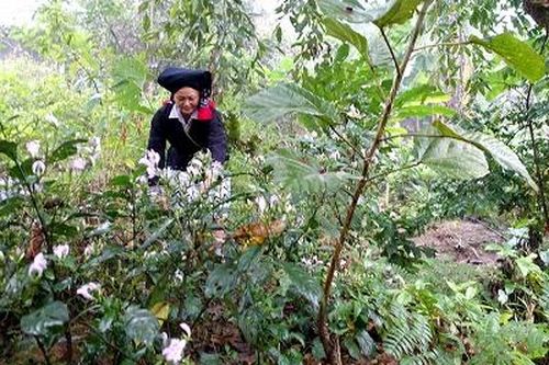 Độc đáo nghề nhuộm chàm và in sáp ong của người Dao