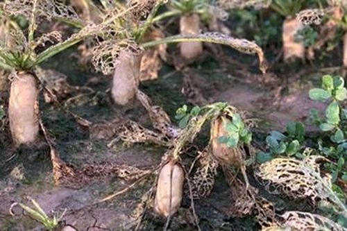 Người nông dân nguy cơ trắng tay vì sâu tơ tàn phá ruộng đồng