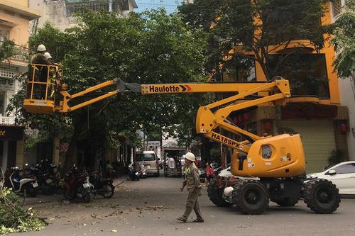 Hà Nội yêu cầu rà soát, kịp thời xử lý cây có nguy cơ gãy đổ