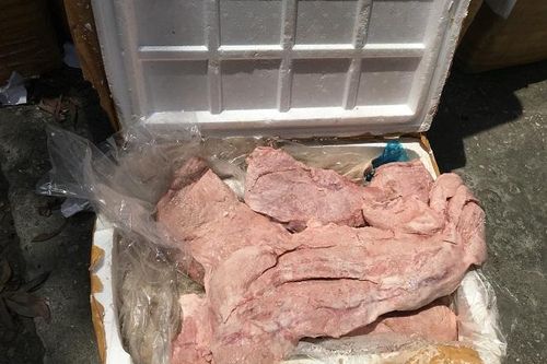 Cận cảnh hơn 1 tấn nầm lợn không rõ nguồn gốc được tuồn về Hà Nội