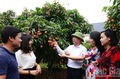 Vải thiều Việt Nam sẵn sàng chinh phục thị trường Nhật Bản
