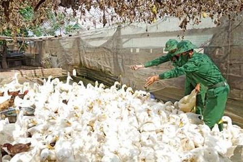 Hiệu quả tăng gia sản xuất từ các tổ, trạm