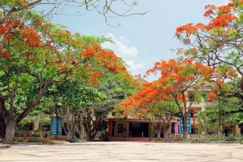 Không nên vội vã chặt hạ cây trong trường học