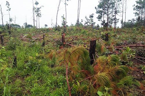 Lâm Đồng: Làm rõ trách nhiệm lãnh đạo để xảy ra tình trạng phá rừng, lấn chiếm đất lâm nghiệp