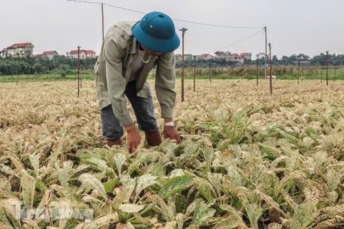 Cánh đồng rau Mê Linh tan tác, trắng xóa vì sâu