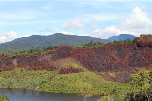 Kon Tum: Điều tra vụ cháy hơn 12ha rừng thông ở huyện Kon Plông