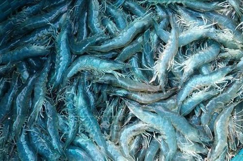 Khởi tố, bắt tạm giam thêm 6 đối tượng liên quan vụ thương lái dàn cảnh trộm tôm nguyên liệu