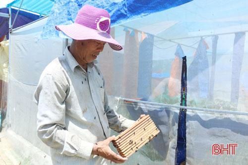 Hà Tĩnh: Nuôi ruồi lấy trứng... kiếm vài chục triệu đồng mỗi tháng