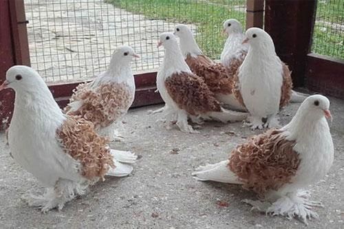 Hóa ra trên đời có lắm loài bồ câu đẹp đến thế