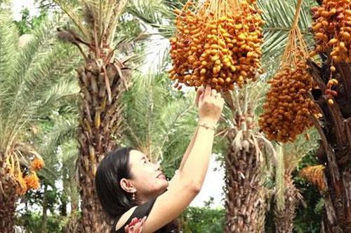 Mãn nhãn với vẻ đẹp 'ngất ngây' của vườn chà là lớn nhất miền Tây