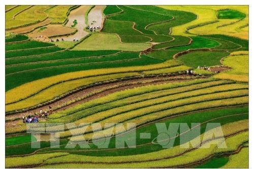 Sự cố rơi dù lượn tại Mù Cang Chải, Yên Bái: Phi công bị thương nhẹ, sức khỏe đã ổn định