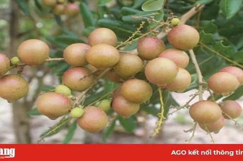 Nâng tầm thương hiệu cho trái nhãn