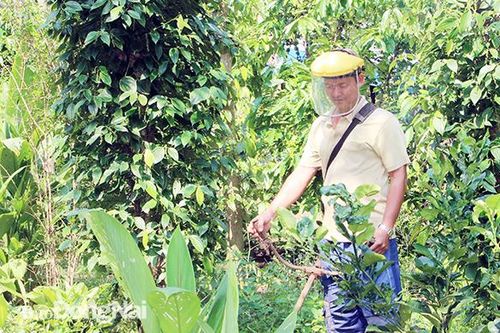 Diện tích hồ tiêu giảm đáng kể