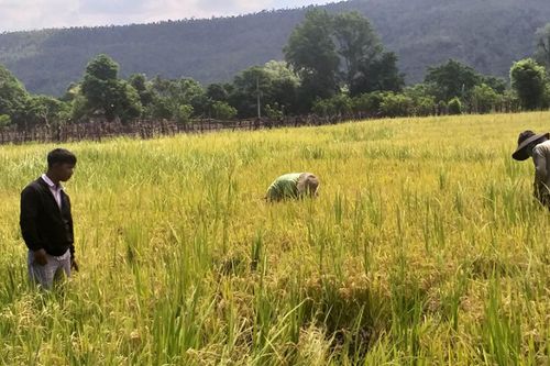 Chư Sê đưa giống chất lượng cao sản xuất vụ mùa