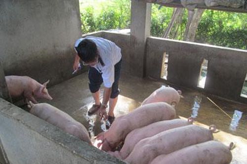 Khánh Vĩnh: Tập trung phòng, chống bệnh dịch tả heo châu Phi tái phát