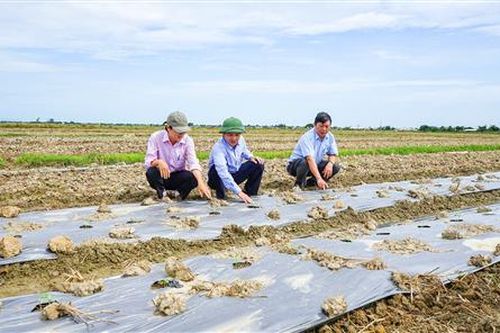 Xã Phong Bình chuyển đổi hơn 20 ha đất trồng lúa thiếu nước sang trồng dưa hấu