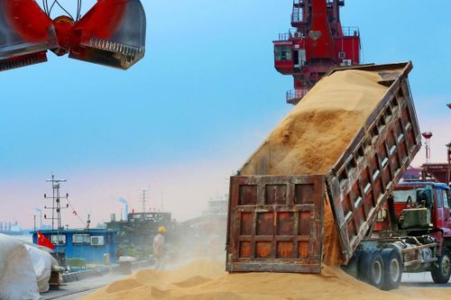 Đậu tương tiếp tục tăng giá bất chấp thông tin Trung Quốc ngưng nhập khẩu nông sản từ Hoa Kỳ