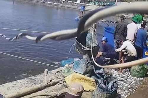 Bắt thêm 6 đối tượng dàn cảnh trộm tôm của nông dân