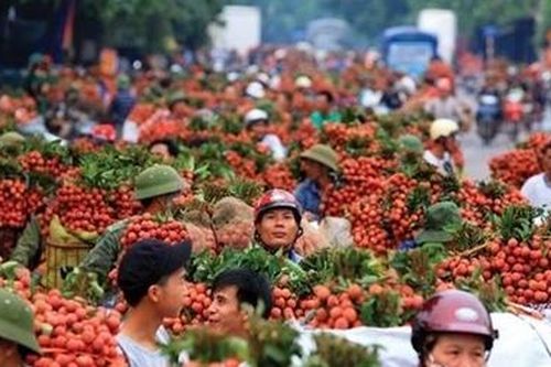 Ủy quyền giám định độc lập xuất khẩu vải thiều không phù hợp thông lệ quốc tế