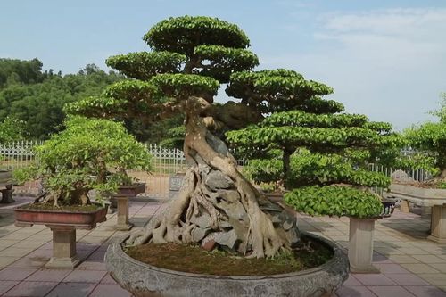 Cây sanh hơn trăm tuổi, dáng phượng xuống núi giá triệu đô