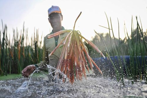Nông dân Sóc Trăng trồng năn bộp thu hơn 100 triệu đồng mỗi năm